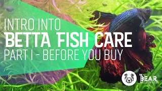 Intro into Betta Fish Care | 🐻  Bear Necessities