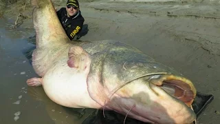 Top 10 der größten Süßwasserfische der Welt