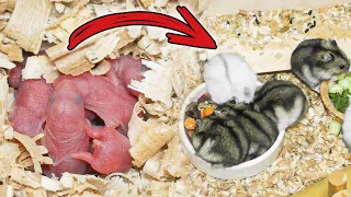 Dwarf Hamster Babies Growing Up (day 1-28)