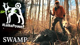 Hunting black bears with West Siberian Laika dogs in the swamps of North Carolina
