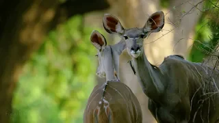 African Wildlife Documentary Film   Mana Pools National Park, Zimbabwe, Africa   1 HR