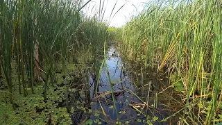 В СЕКРЕТНОЕ ОЗЕРО, через километры камыша и болота!!!Рыбалка...