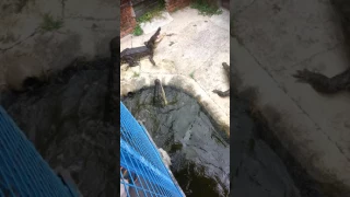 Crocodiles in Borneo