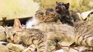 "PLEASE SAVE MY MOM" the kittens cried out desperately, begging help for their dying mom cat.