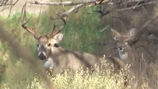 INSANE WHITETAIL ARCHERY KILL SHOT!!| CHAD MENDES' FINZ AND FEATHERZ