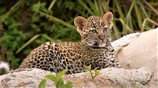 Leopard Family Look For A New Home | Little Big Cat | BBC Earth Kids