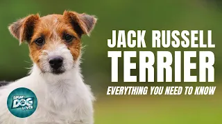 Jack Russell Terrier Dogs 101: Everything You Need To Know