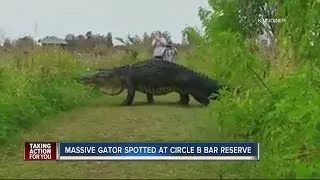 Massive gator spotted at Circle B Bar Reserve in Polk County