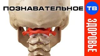 Что произошло после Правки атланта (Артём Войтенков)