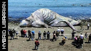 The 10 Most Mysterious Sea Monster Carcasses Ever Found