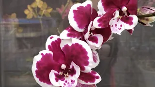 Новая орхидея. Красивая орхидея биг лип. Уход за орхидеей после покупки.