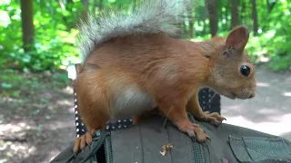 Незнакомая беременная белка / An unfamiliar pregnant squirrel