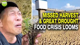 Harvesters are not allowed in! Wasted wheat plus drought and floods, China's grain shortage looms