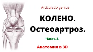 Коленный сустав. Часть 3. Остеоартроз коленного сустава. Краткая патоанатомия в 3D