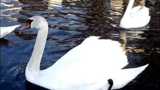 'The Swan' by Camille Saint-Saëns