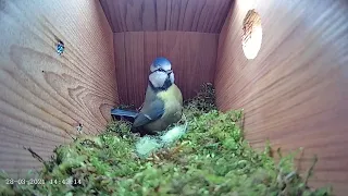 28th March 2021 - Blue tit nest box live camera highlights