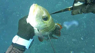 Spearfishing Maui!