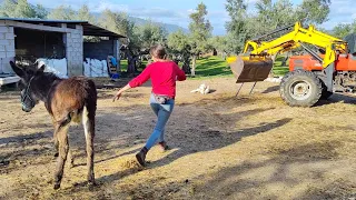 Intentando ponerle las alforjas a Platera, miedo me da