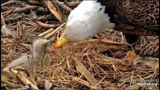 Decorah North Nest 4-4-24 Closeup comparison, DN17 and DN18