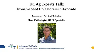 UC Ag Experts Talk: Invasive Shot Hole Borers in Avocado