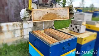 Miodobranie, poddawanie matek oraz odkłady jednoramkowe.