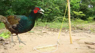 Build Simple Unique  Wild Chicken Trap Using Wood - Easy chicken Trap