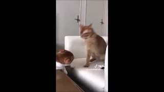 Cat repeatedly slaps another cat in the head