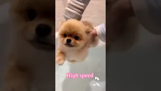 Tik Tok Chó Phốc Sóc Mini 😍 Funny and Cute Pomeranian 😍 OMG So Cute Dog ♥ Best Funny Cute Pomeranian