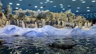 Penguin Planet, Loro Parque - Puerto De La Cruz, Tenerife, Spain