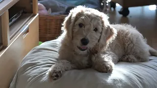 Goldendoodle Maya ist jetzt dreizehn Wochen Alt