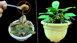 Just 1 spoon! The dead orchid suddenly came back to life and grew 1,000 roots