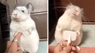 Adorable Chinchilla Loves Being Brushed