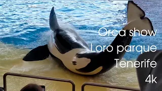 Orca show, Loro parque, Tenerife, 4k.