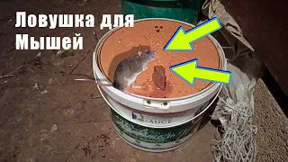 Как избавиться от мышей  Хитрая мышеловка из ведра