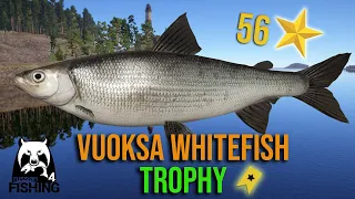 Vuoksa Whitefish Trophy at Ladoga Lake - Russian Fishing 4 #rf4