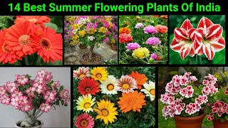 भयंकर गर्मी के मौसम में भी लगातार फूल देने वाले 14 पौधे | 15 Best Summer Flowering Plants