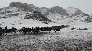 Валакыш айылыда улак