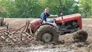 Massey Ferguson 35 & 65 Working Hard To Fill Up Muddy Waterhole | Ferguson Days