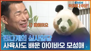 과격해 보여도 훈육임당..? 판사임당 = 아이바오🐼 #어쩌다어른 | tvN STORY 240130 방송