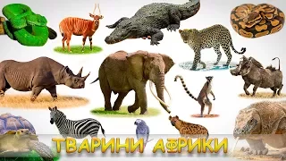 Картинки і звуки тварин Африки. Тварини Африки для дітей. Пізнавальне відео для дітей.