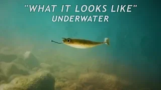 Drop Shotting Swimbaits | What it Looks Like