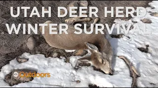 Survival of Utah's Deer Herds After Winter of 2023