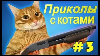 Лучшие и самые смешные приколы с котами и кошками Смешные животные Отборные приколы 2018 Funny Cats.