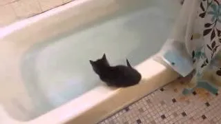 Funny Kitten jumps in bath tub