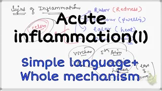 Acute Inflammation Pathology , vascular events  #Acute_Inflammation #Pathology