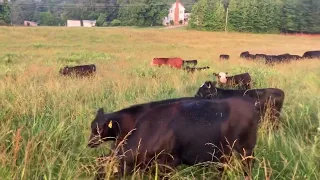 How to create diversity in your pastures while improving your soil!