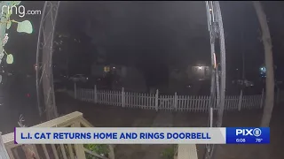 Missing cat returns home and rings her owner's doorbell