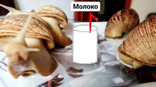 4 УЛИТКИ ПЬЮТ МОЛОКО😍