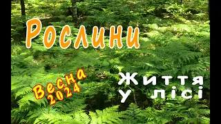 Лісові рослини весни 2024 року. Від цвітіння моху - до дерев.