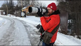 Фотоохота // Ворсма // Декабрь 2022